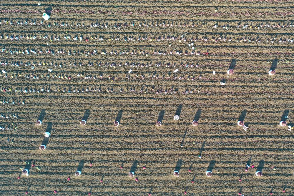 河南寶豐：&ldquo;訂單紅薯&rdquo;迎豐收