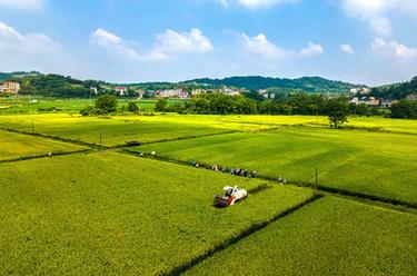 湖南雙峰：&ldquo;稻再油&rdquo;示范片&ldquo;一田三收&rdquo;促增產