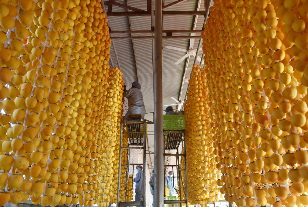 滿園豐收果 鄉村&ldquo;柿業&rdquo;旺