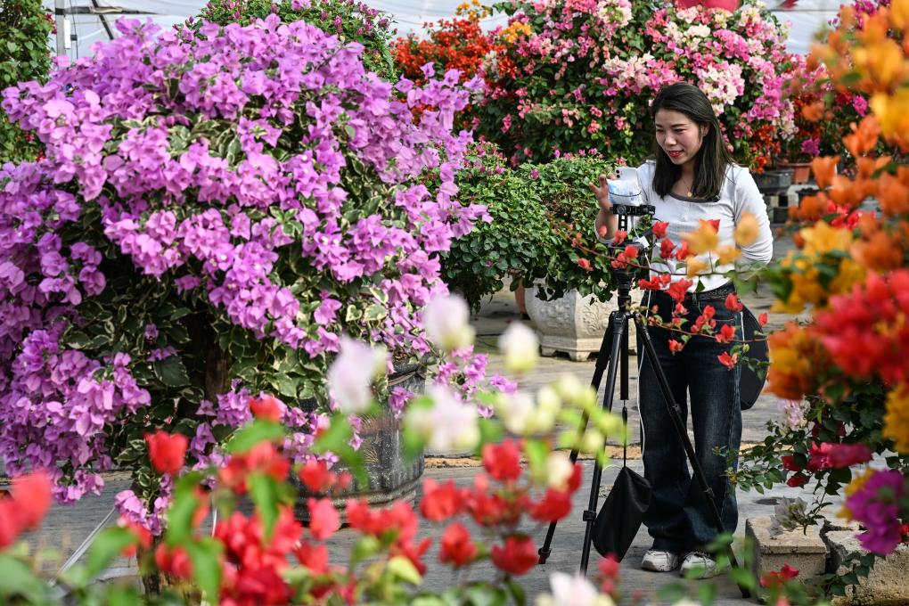 江蘇沭陽：&ldquo;花木之鄉&rdquo;的&ldquo;美麗經濟&rdquo;