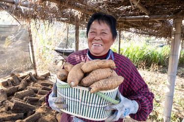 鄉(xiāng)村行&middot;看振興｜大別山麓藥材種植富鄉(xiāng)村