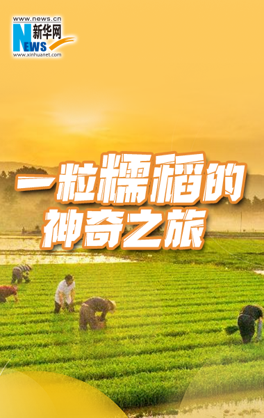 一粒糯稻的神奇之旅