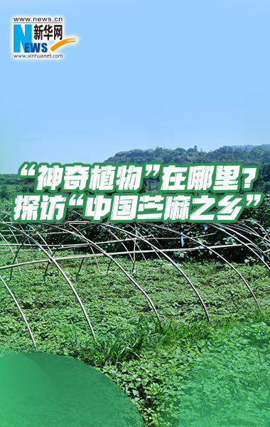 “神奇植物”在哪里？探访“中国苎麻之乡”