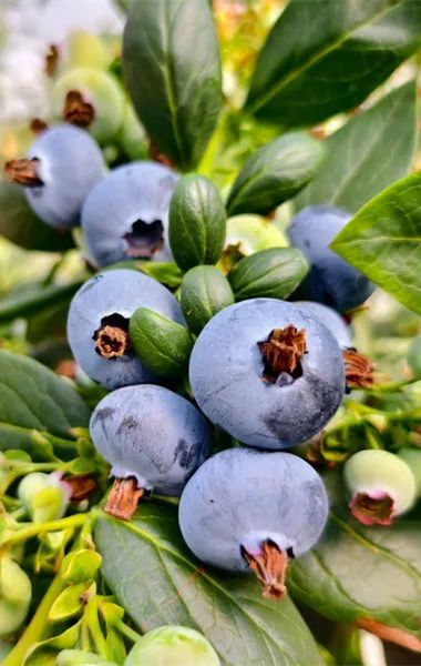 这里为什么这么甜？