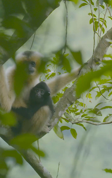 冬登霸王岭 春赏木棉红
