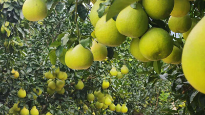 和總書記面對(duì)面丨我們的生活像金柚一樣甜美