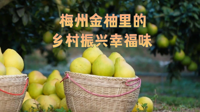 梅州金柚里的鄉(xiāng)村振興幸福味
