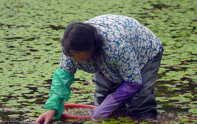 石柱莼菜：人間至味，更是&ldquo;脫貧金苗&rdquo;