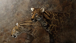 遠古發現丨追虎尋源之一：虎從何來？