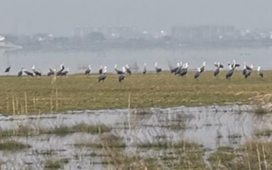 &ldquo;鶴湖&rdquo;復(fù)綠記