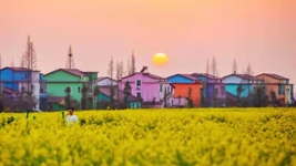 油菜花里望豐稔&mdash;&mdash;我國(guó)部分油菜主產(chǎn)區(qū)擴(kuò)大種植促進(jìn)增收觀察