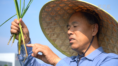 一粒種 一顆&ldquo;芯&rdquo;