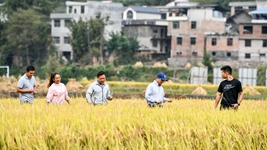 新農人給鄉村振興帶來哪些新面貌？