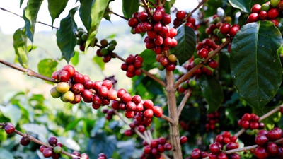 又是一年咖啡紅！云南寧洱鮮果初加工實現&ldquo;加速度&rdquo;