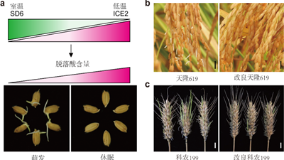 我國科學(xué)家找到調(diào)控水稻、小麥穗發(fā)芽的&ldquo;開關(guān)&rdquo;
