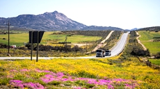 南非&ldquo;鮮花大道&rdquo;進入花季