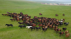 新華全媒+丨祁連山下千年馬場&ldquo;邂逅&rdquo;高鐵