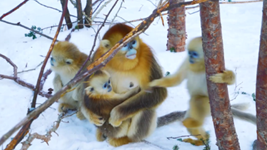 &ldquo;喊一嗓子，它們就會拖家帶口地出來&rdquo;