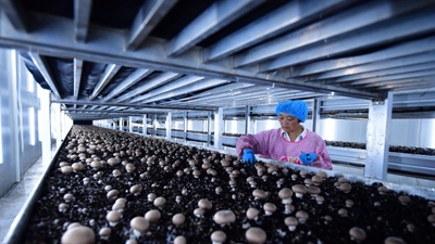 奮力搶抓發展新機遇&mdash;&mdash;長三角一體化發展年度觀察