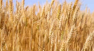 新疆昌吉：加快科技創(chuàng)新 做強(qiáng)&ldquo;農(nóng)業(yè)芯片&rdquo;