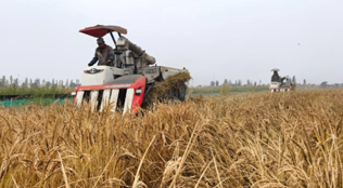 &ldquo;稻客&rdquo;塞上話豐年