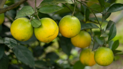 養(yǎng)魚(yú)又種果 富了村民又&ldquo;綠&rdquo;村&mdash;&mdash;四川資中魚(yú)鄉(xiāng)融合發(fā)展見(jiàn)聞