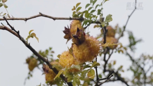 出新績(jī)：刺梨產(chǎn)業(yè)助貴州生態(tài)經(jīng)濟(jì)雙&ldquo;豐收&rdquo;