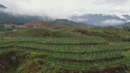 出新績(jī)：&ldquo;生態(tài)循環(huán)&rdquo;果園助力山地農(nóng)業(yè)&ldquo;多面開(kāi)花&rdquo;