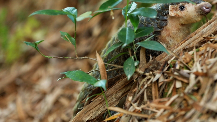 領略生物多樣性之美丨超萌預警！&ldquo;中華穿山甲&rdquo;來巡山，不容錯過