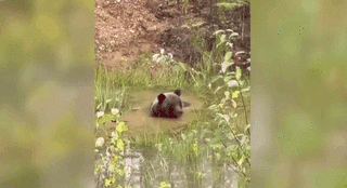 內蒙古大興安嶺林區棕熊野外&ldquo;泡澡&rdquo;