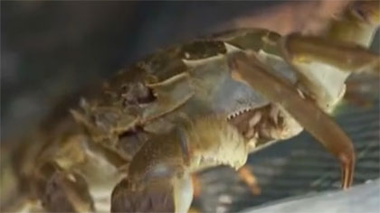 大閘蟹上市：江蘇陽澄湖&mdash;&mdash;平均畝產(chǎn)增加一成多 大閘蟹豐產(chǎn)在望