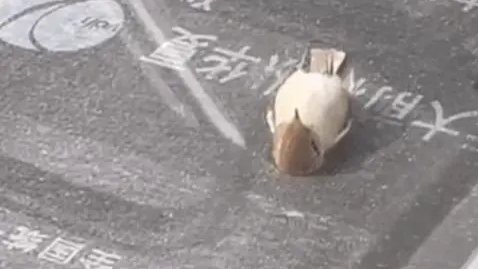 &ldquo;小鳥躺平看天空&rdquo;？真相有點難過