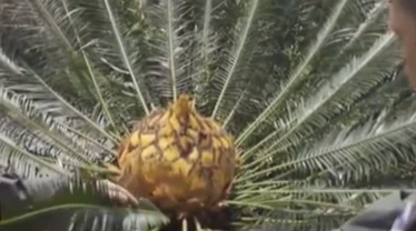 范曙義&mdash;&mdash;&ldquo;蘇鐵衛(wèi)士&rdquo;的苦與樂