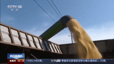 豐收節里看豐收：全國秋糧長勢良好 陸續成熟