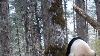 四川平武：拍到大熊貓標記領地后&ldquo;發呆&rdquo;畫面