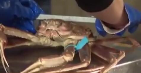 極品！日本一只&ldquo;輝&rdquo;蟹拍出500萬(wàn)日元