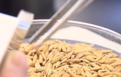 中儲糧啟動部分主產區秋糧最低收購價收購