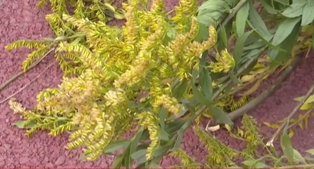 河南洛陽：鏟除外來入侵物種&ldquo;加拿大一枝黃花&rdquo;