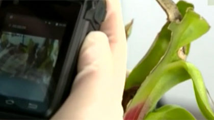 什么是外來(lái)物種？我國(guó)有多少外來(lái)入侵物種？