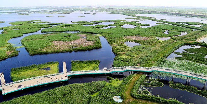 新華全景VR感受大慶龍鳳濕地的自然魅力