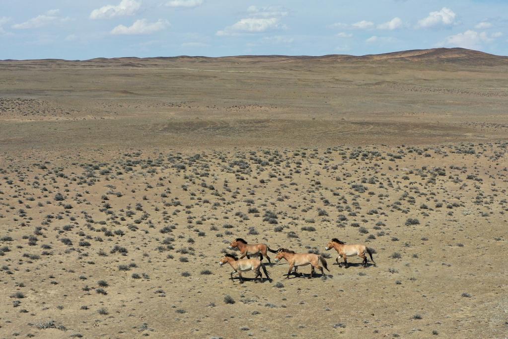 &ldquo;走吧，你要學著自己長大&rdquo;&mdash;&mdash;瀕危野馬重返荒野20年