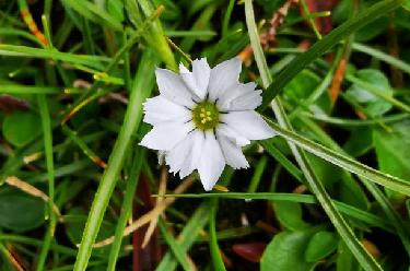 科研人員在青藏高原發現7秒閉合&ldquo;含羞花&rdquo;