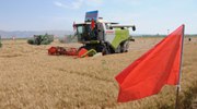 &ldquo;塞外糧倉&rdquo;內蒙古河套地區小麥開鐮迎豐收
