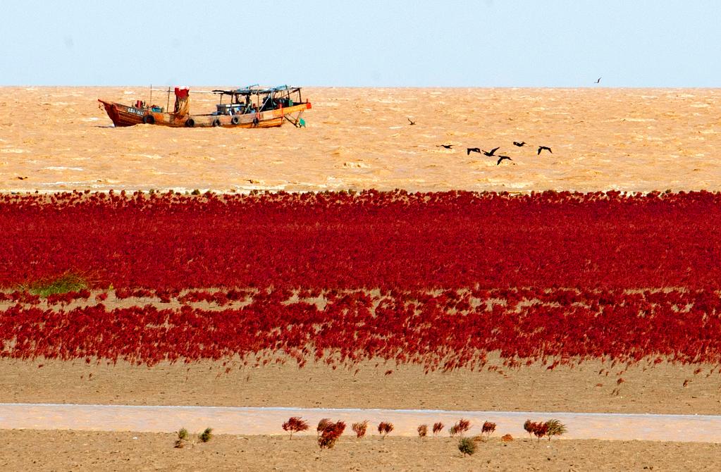 黃河口&ldquo;紅毯&rdquo;再現(xiàn)