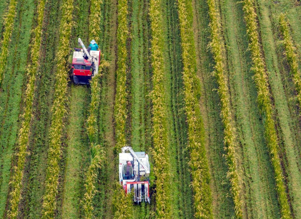 新華全媒+丨詩意中國&mdash;&mdash;十里西疇熟稻香