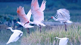 萬物并育和合生&mdash;&mdash;中國積極推動全球生物多樣性治理進(jìn)程